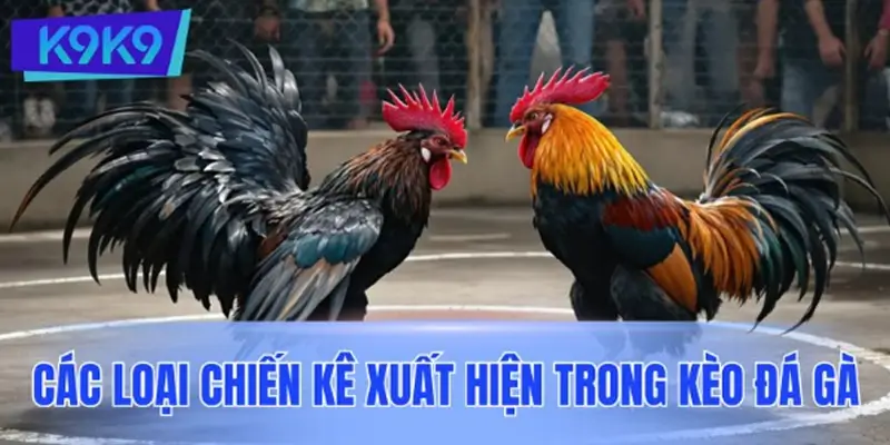 Các loại chiến kê xuất hiện trong kèo đá gà Các loại chiến kê xuất hiện trong kèo đá gà