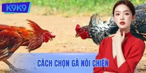 Cách Chọn Gà Nòi Chiến Chuẩn Sư Kê - Tuyệt Kỹ Đúc Kết 20 Năm