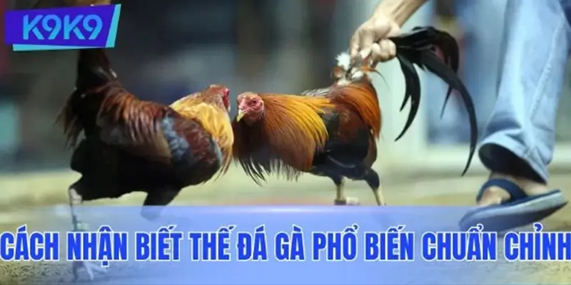 Cách nhận biết thế đá gà phổ biến chuẩn chỉnh từ sư kê lâu năm Cách nhận biết thế đá gà phổ biến chuẩn chỉnh từ sư kê lâu năm