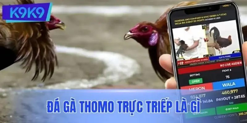 Đá gà Thomo trực triếp - Hình thức khiến dân cược đổ xô theo dõi