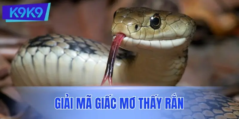 Giải mã thông điệp ẩn trong giấc mơ thấy rắn