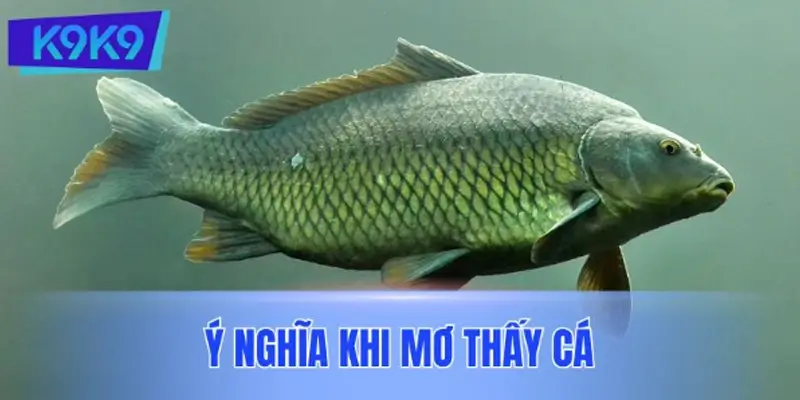 Giải mã ý nghĩa khi mơ thấy cá