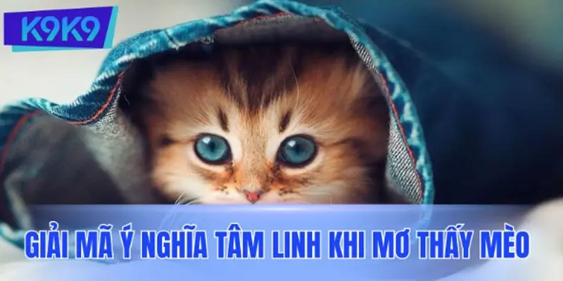 Giải mã ý nghĩa tâm linh khi mơ thấy mèo theo từng trường hợp