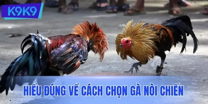 Hiểu đúng về cách chọn gà nòi chiến trước khi bước vào sân đấu Hiểu đúng về cách chọn gà nòi chiến trước khi bước vào sân đấu