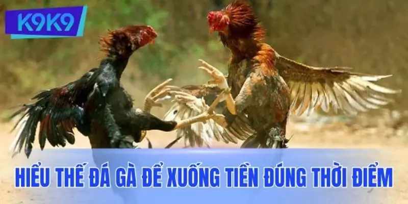 Hiểu đúng về thế đá gà để xuống tiền thắng đậm Hiểu đúng về thế đá gà để xuống tiền thắng đậm