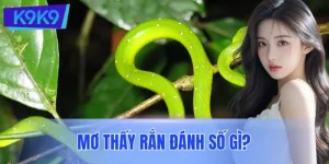 Mơ Thấy Rắn Đánh Số Gì? Giải Mã Chi Tiết Từng Tình Huống