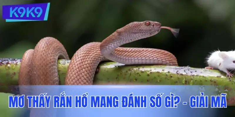 Mơ thấy rắn hổ mang đánh số gì? – Giải mã chi tiết