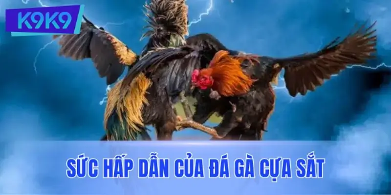 Sức hấp dẫn của đá gà cựa sắt qua góc nhìn của cộng đồng người chơi