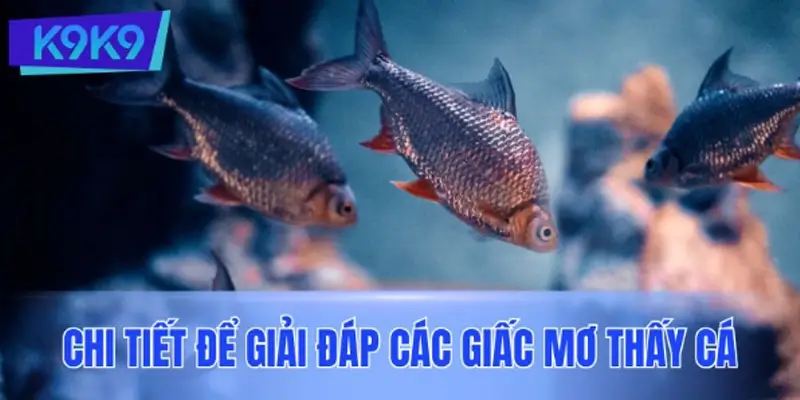 Tổng hợp nội dung chi tiết để giải đáp các giấc mơ thấy cá
