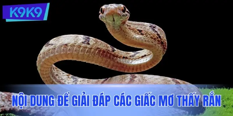 Tổng hợp nội dung chi tiết để giải đáp các giấc mơ thấy rắn