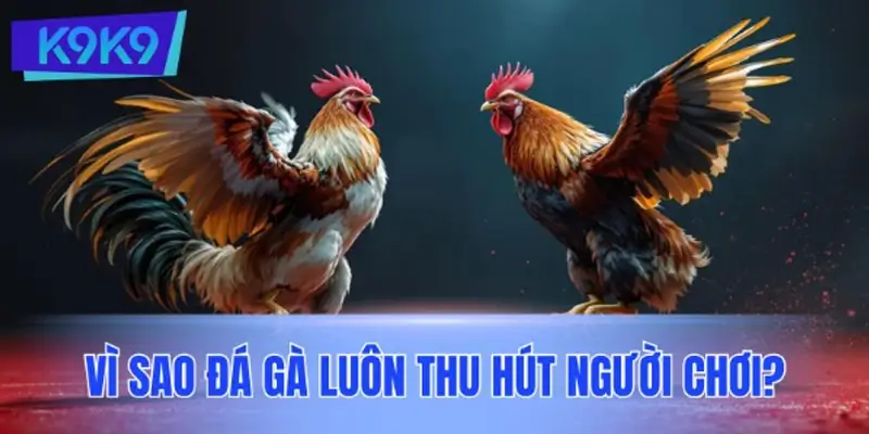 Vì sao đá gà tại trang K9K9 luôn thu hút người chơi? Vì sao đá gà luôn thu hút người chơi?